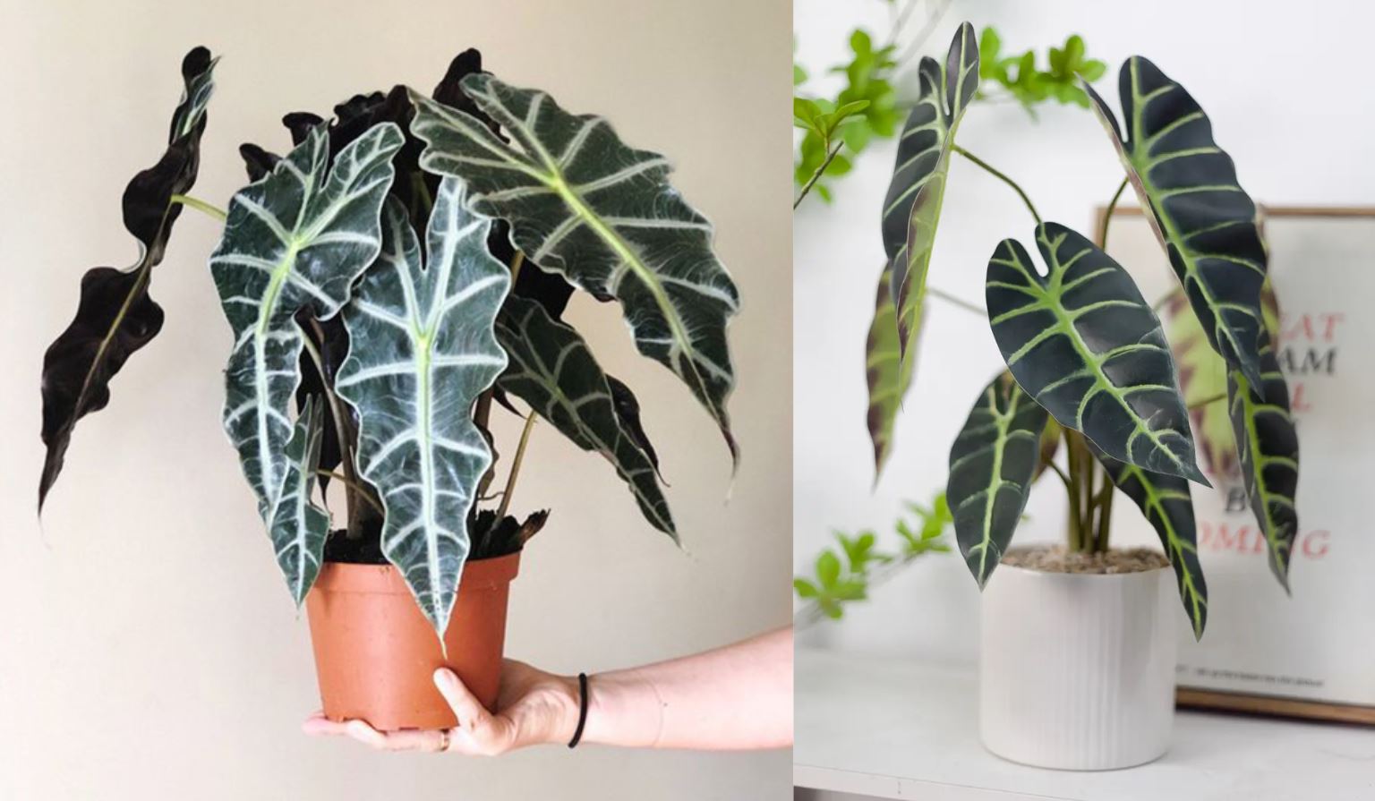 Mang lại t&agrave;i lộc v&agrave; thịnh vượng